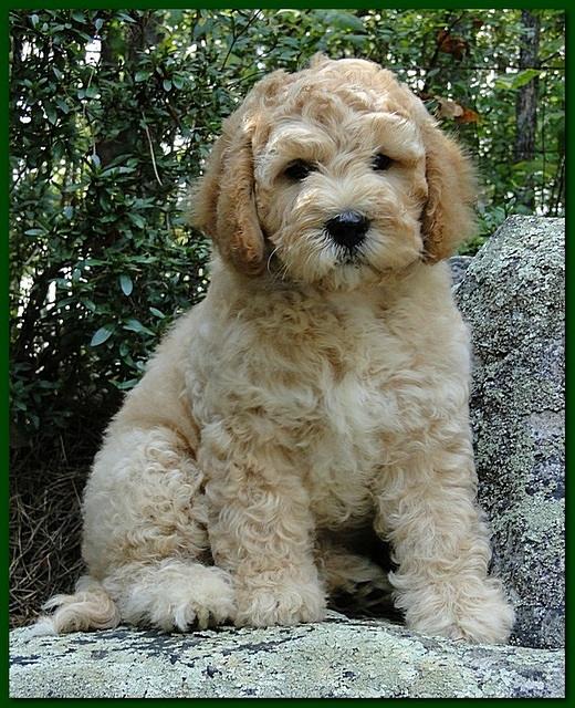 Jolie Ripley puppies 9 weeks old green 004