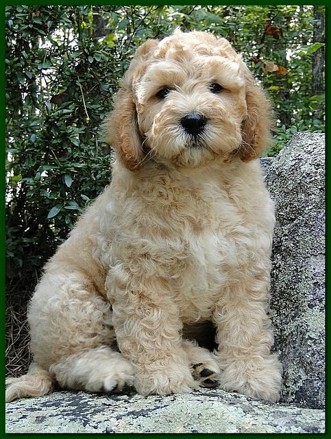 Jolie Ripley puppies 9 weeks old green 005