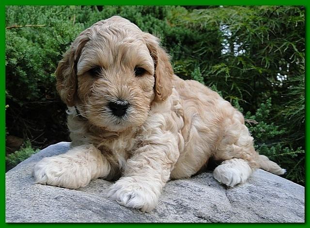 Jolile Rilpley puppies 5 weeks old 024