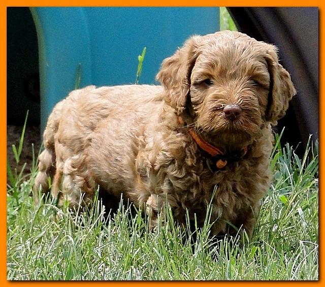 Jolie Rascal puppies 6 weeks play 2 005