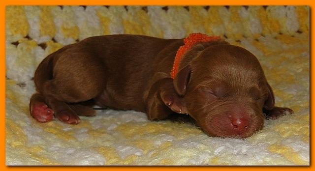 Jolie Ripley puppies 1 day old 034