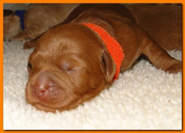 Jolie Ripley puppies 1 week old 005