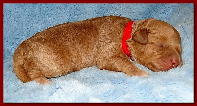 Jolie Ripley puppies 1 week old 046