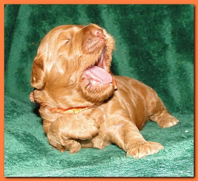 Jolie Ripley puppies 2 weeks old 039