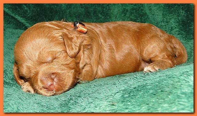 Jolie Ripley puppies 2 weeks old 044