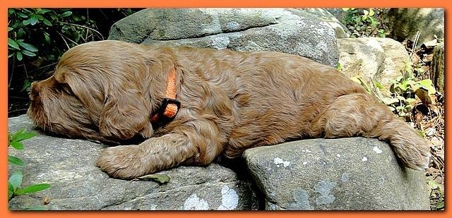 Jolie Ripley puppies 3 weeks old 050