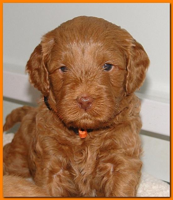 Jolie Ripley puppies 4-5 weeks old 012
