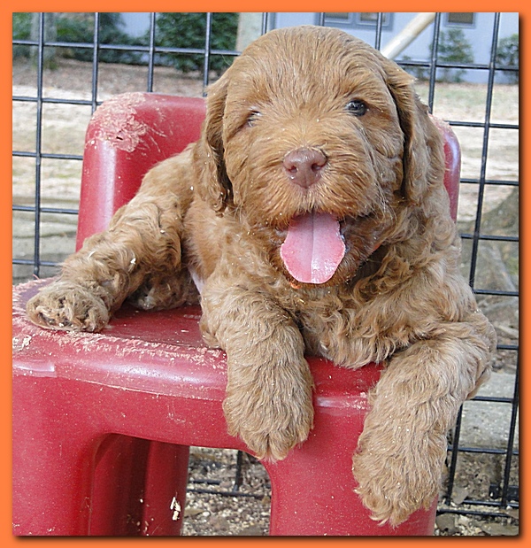 Jolie Ripley puppies 4-5 weeks old 057