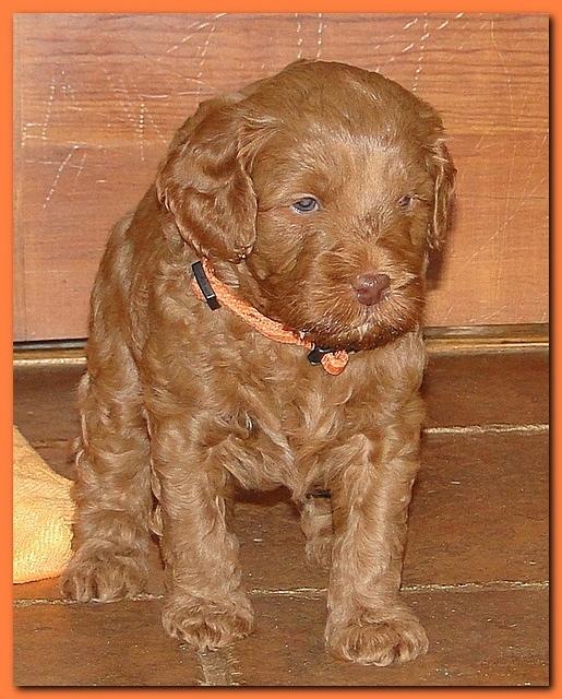 Jolie Ripley puppies 4-5 weeks old 060