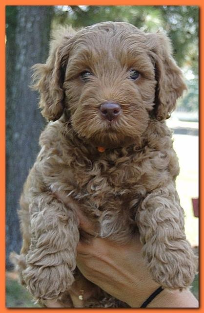 Jolie Ripley puppies 7 weeks old heads 019