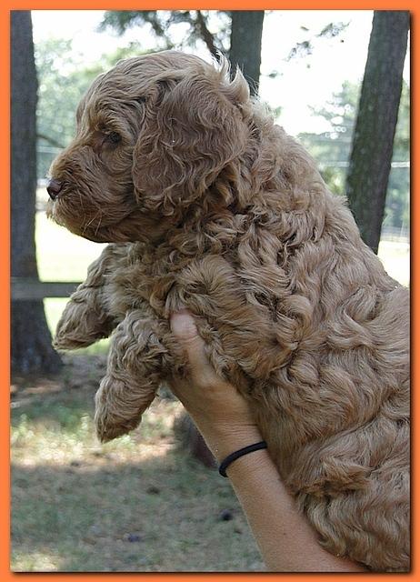 Jolie Ripley puppies 7 weeks old heads 020