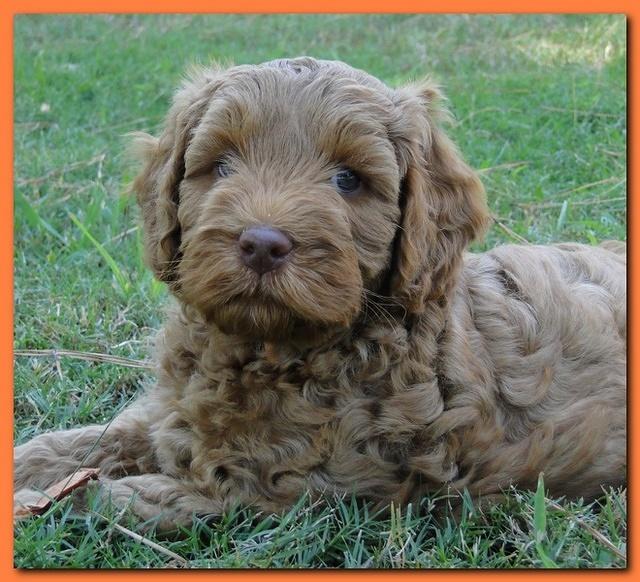 Jolie Ripley puppies 7 weeks old heads 028