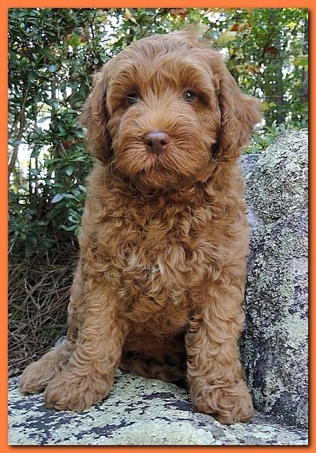 Jolie Ripley puppies 8 weeks old Orange 024