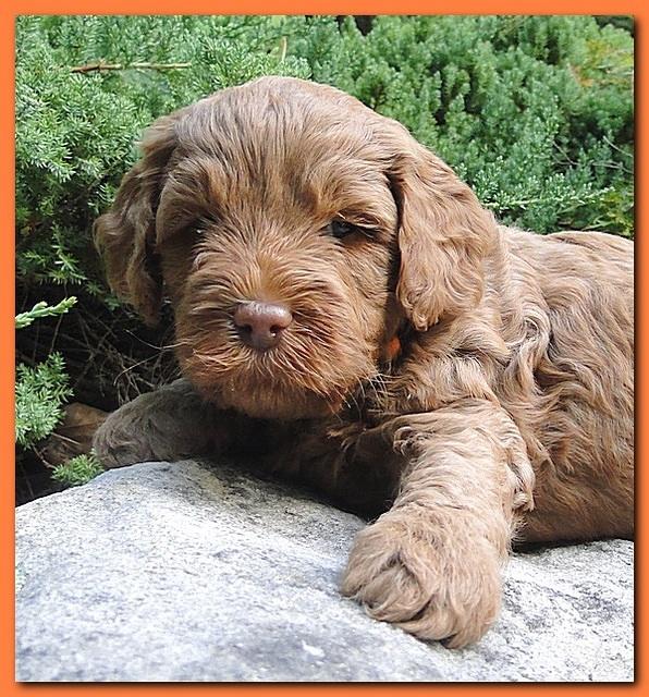 Jolile Rilpley puppies 5 weeks old 031