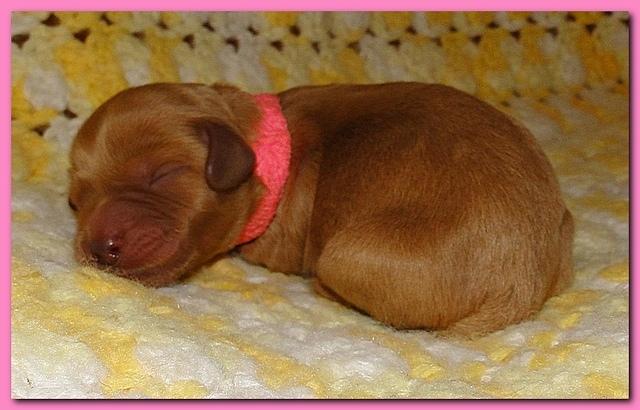 Jolie Ripley puppies 1 day old 009