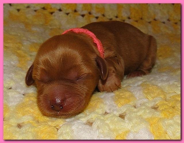 Jolie Ripley puppies 1 day old 010