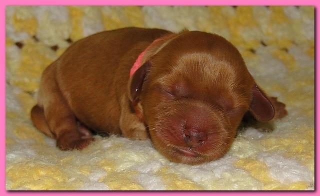 Jolie Ripley puppies 1 day old 3 011