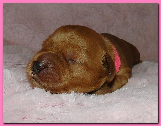 Jolie Ripley puppies 1 week old 053