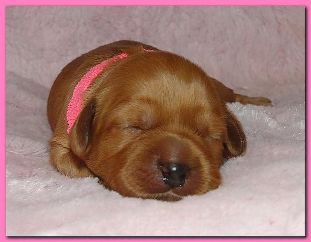 Jolie Ripley puppies 1 week old 054