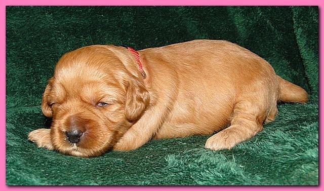 Jolie Ripley puppies 2 weeks old 006