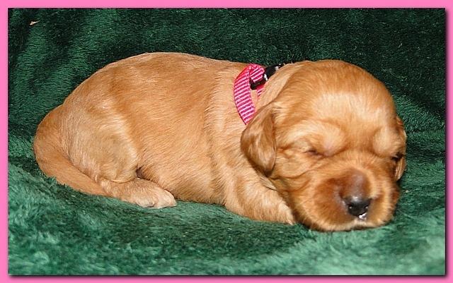 Jolie Ripley puppies 2 weeks old 008