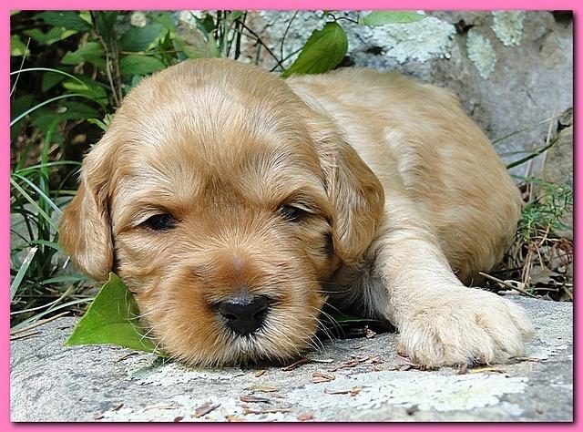 Jolie Ripley puppies 3 weeks old 006