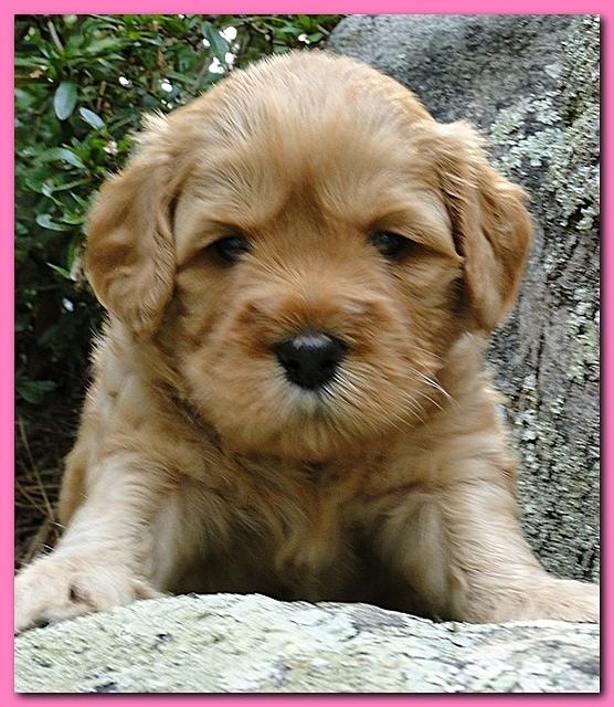Jolie Ripley puppies 4 weeks old 001