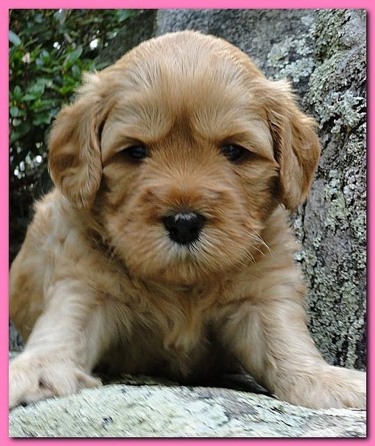 Jolie Ripley puppies 4 weeks old 002