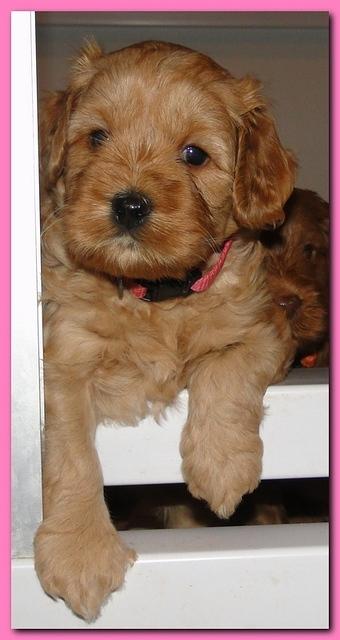 Jolie Ripley puppies 4-5 weeks old 020