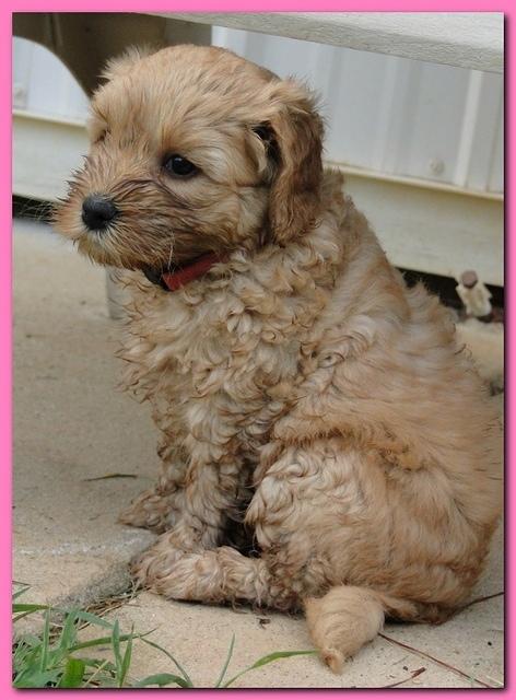 Jolie Ripley puppies 6 weeks old 3 011