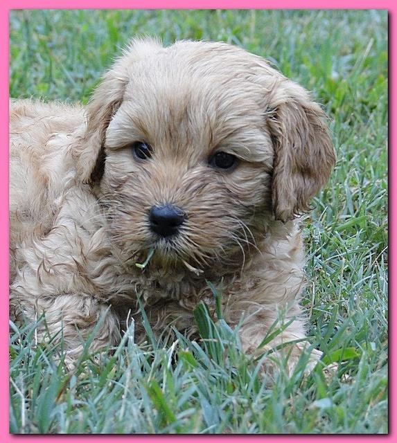 Jolie Ripley puppies 6 weeks old play 011