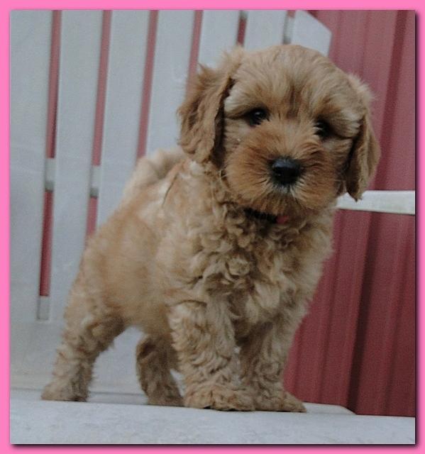 Jolie Ripley puppies 7 weeks old 072