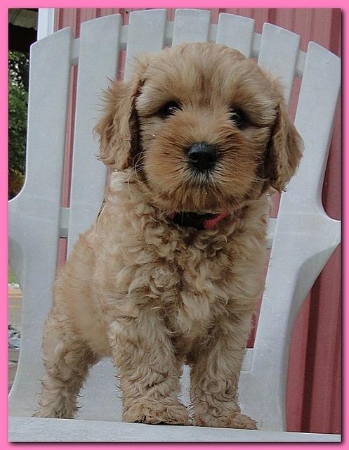 Jolie Ripley puppies 7 weeks old 073