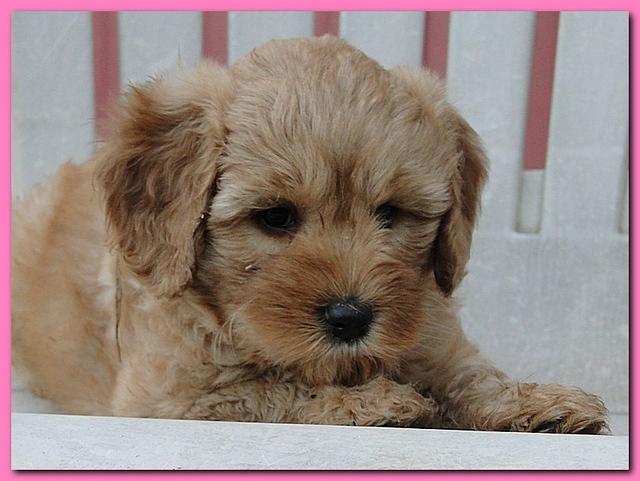 Jolie Ripley puppies 7 weeks old 074