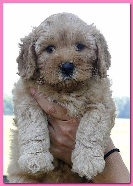 Jolie Ripley puppies 7 weeks old heads 004