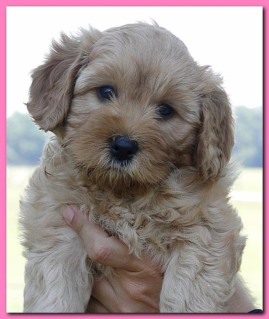 Jolie Ripley puppies 7 weeks old heads 005