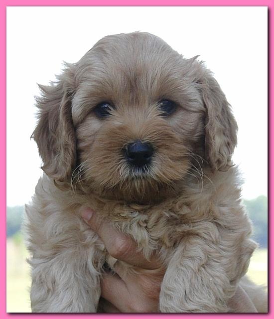 Jolie Ripley puppies 7 weeks old heads 006