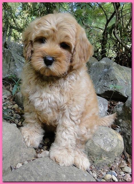 Jolie Ripley puppies 8 weeks old pink 001