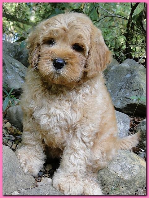 Jolie Ripley puppies 8 weeks old pink 002