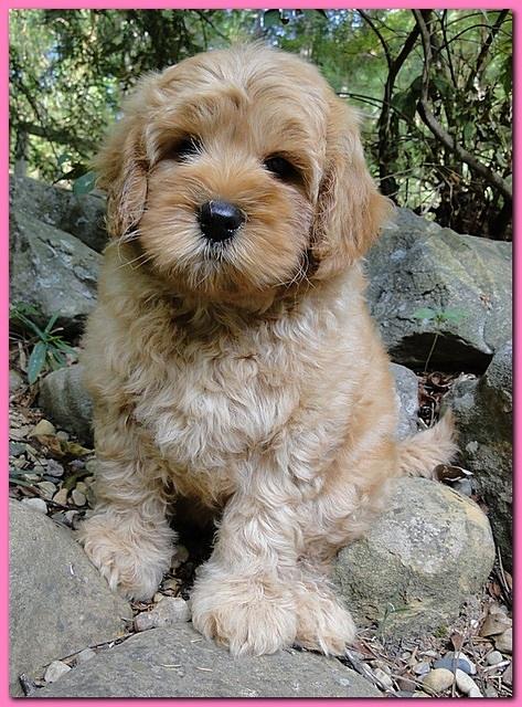 Jolie Ripley puppies 8 weeks old pink 003