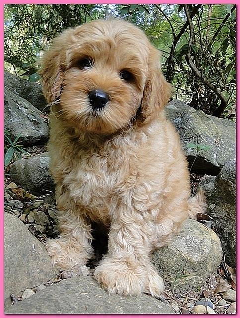 Jolie Ripley puppies 8 weeks old pink 004