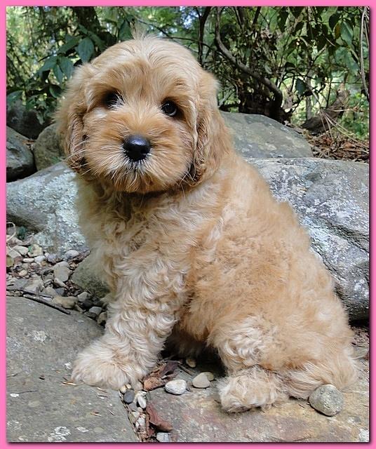 Jolie Ripley puppies 8 weeks old pink 007