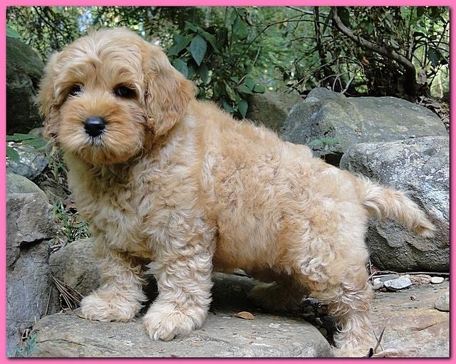 Jolie Ripley puppies 8 weeks old pink 010