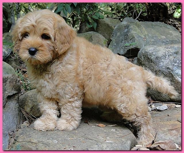 Jolie Ripley puppies 8 weeks old pink 011