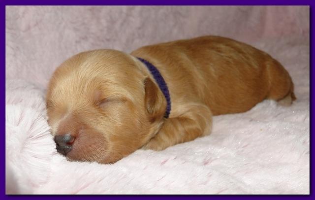Jolie Ripley puppies 1 week old 058