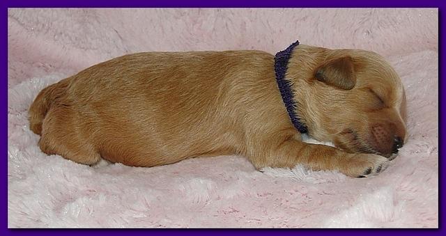 Jolie Ripley puppies 1 week old 064