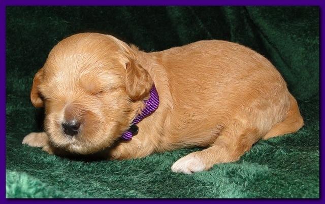 Jolie Ripley puppies 2 weeks old 015