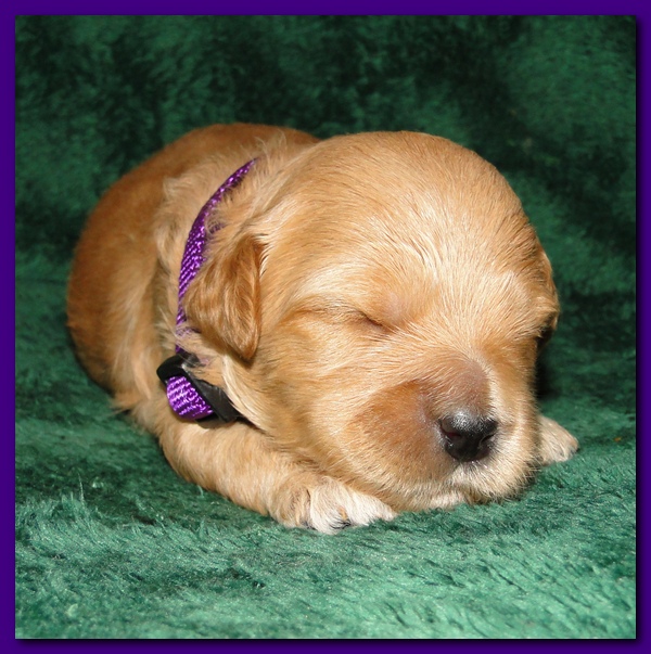 Jolie Ripley puppies 2 weeks old 021