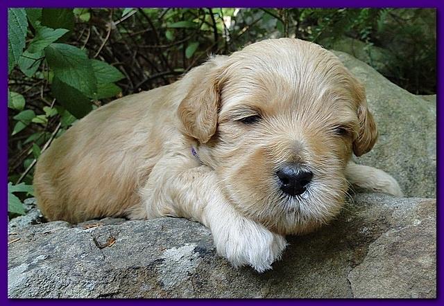 Jolie Ripley puppies 3 weeks old 018
