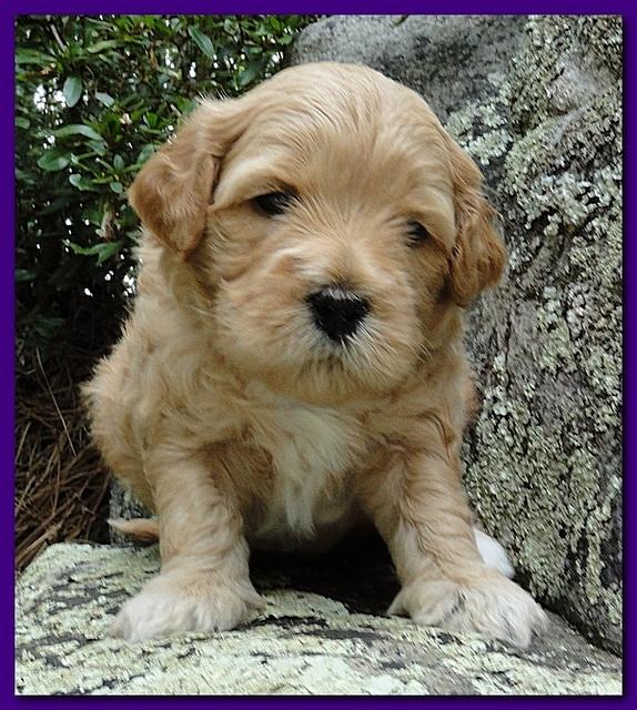 Jolie Ripley puppies 4 weeks old 014